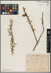Foto von Salix acmophylla Boiss.
